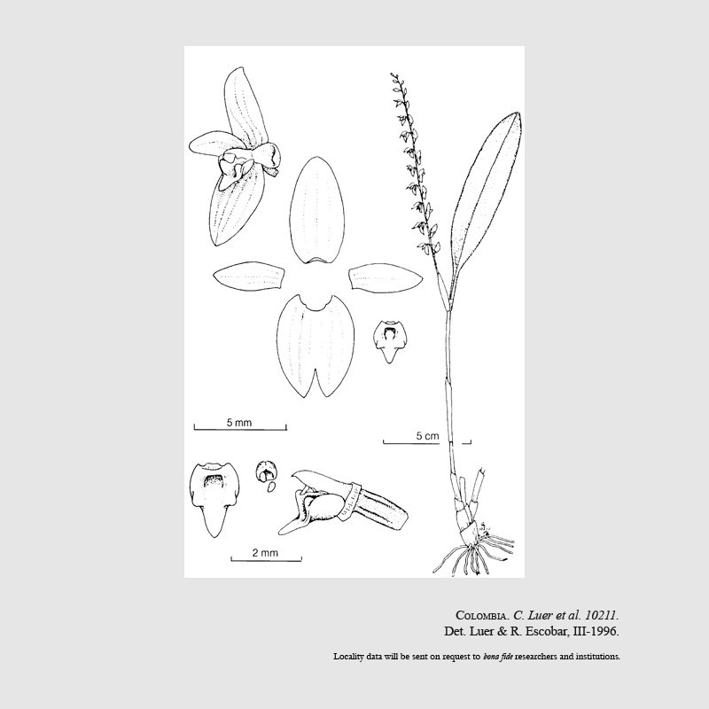 Stelis jurisdixii